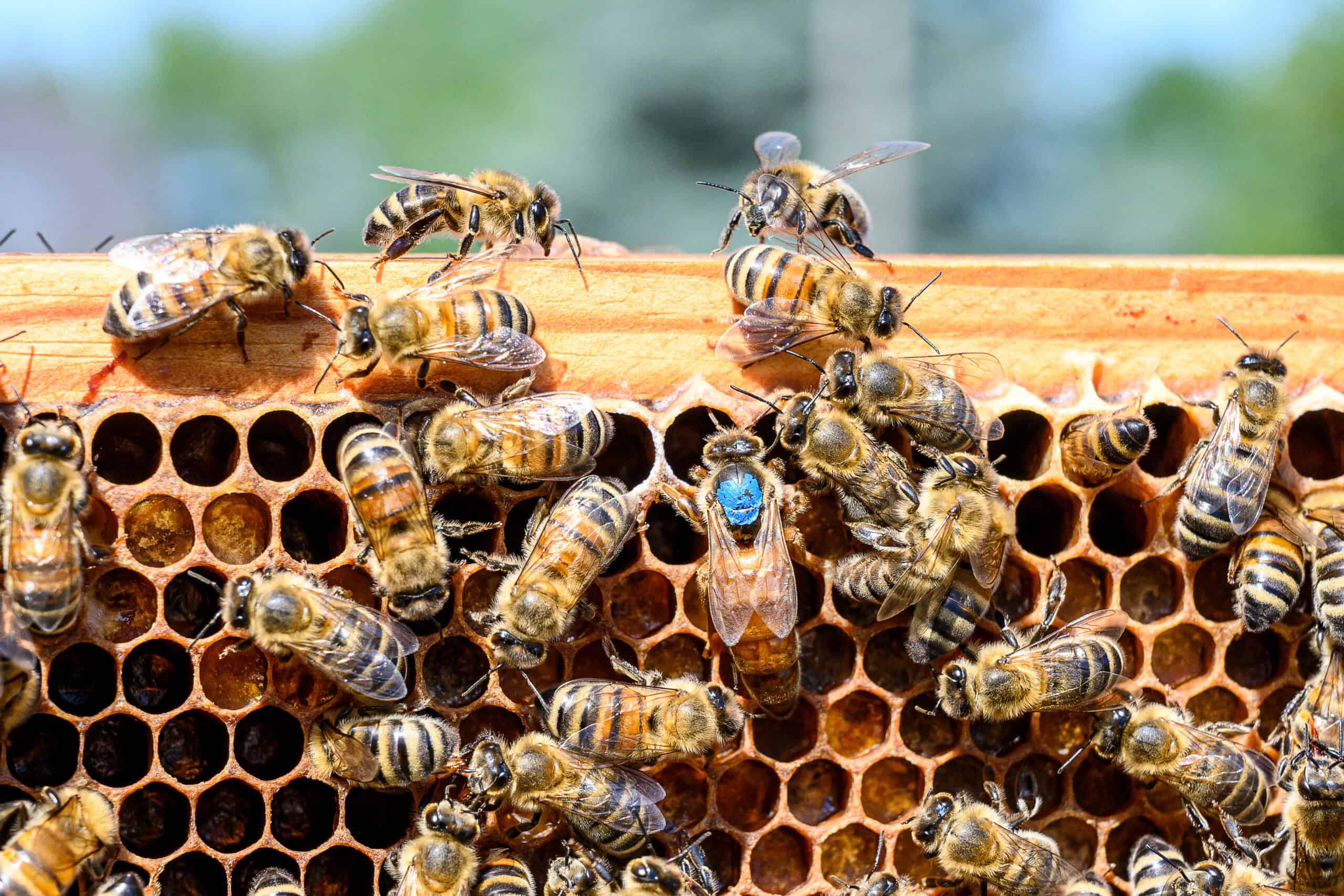 The Importance of the Queen Bee