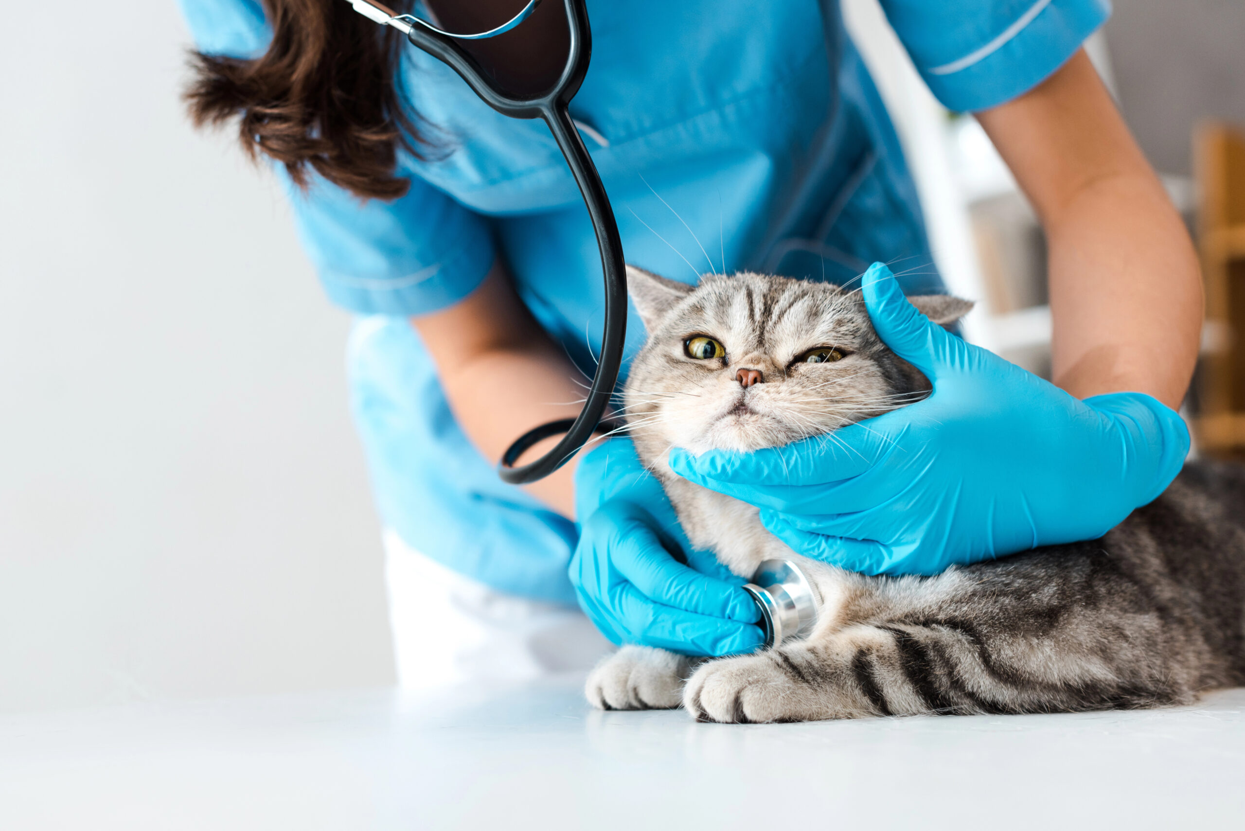 Scientists Analyzed 8,000 Cats to Find the Longest-Living Breeds—Here’s What They Discovered