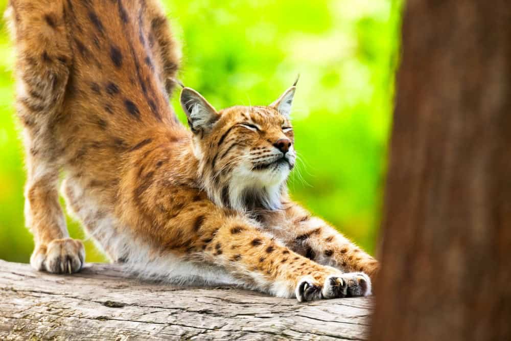 Lynx in zoo scratching his nails on trunk.