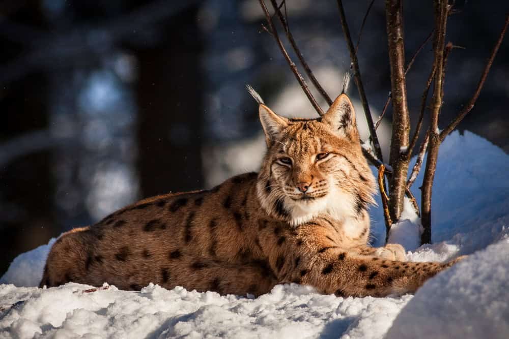 Lynx resting in snow forest.