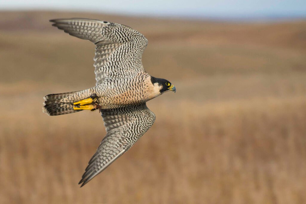 Peregrine Falcon soaring through the air.