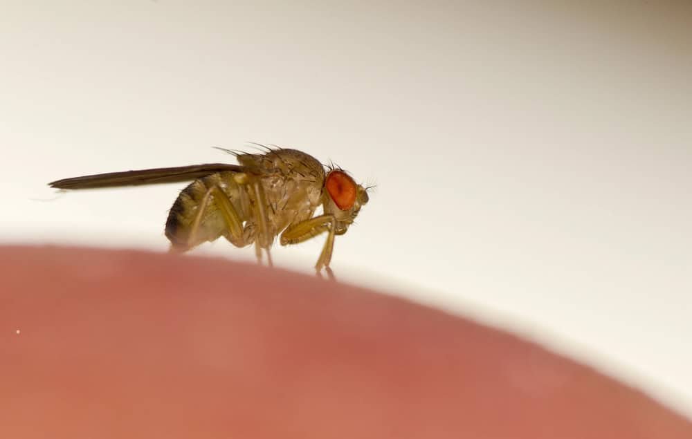 Fruit fly on the surface of apple.