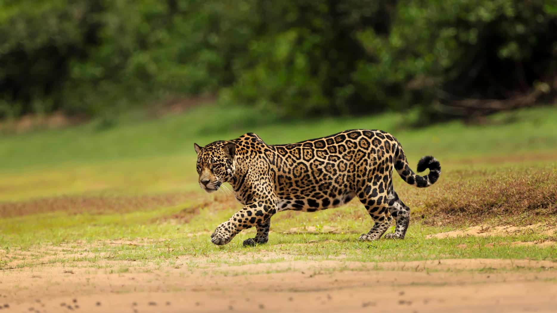 The Jaguars’ Disappearing Lands: The Effects of Habitat Loss and Hunting