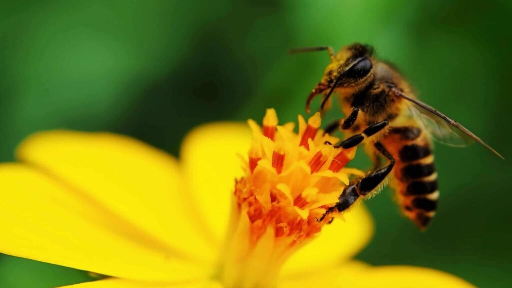 Honeybee on flower.