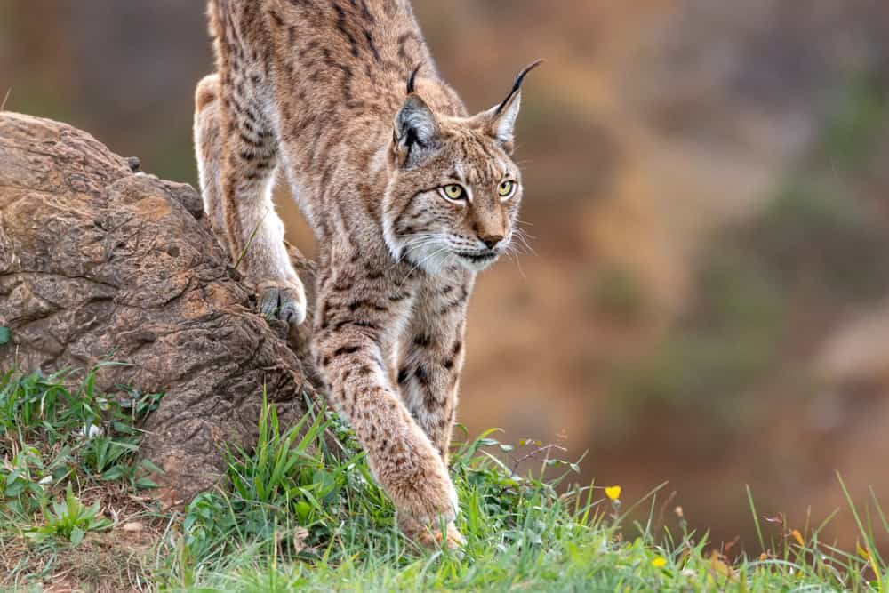 A closeup of the lynx in its natural habitat.