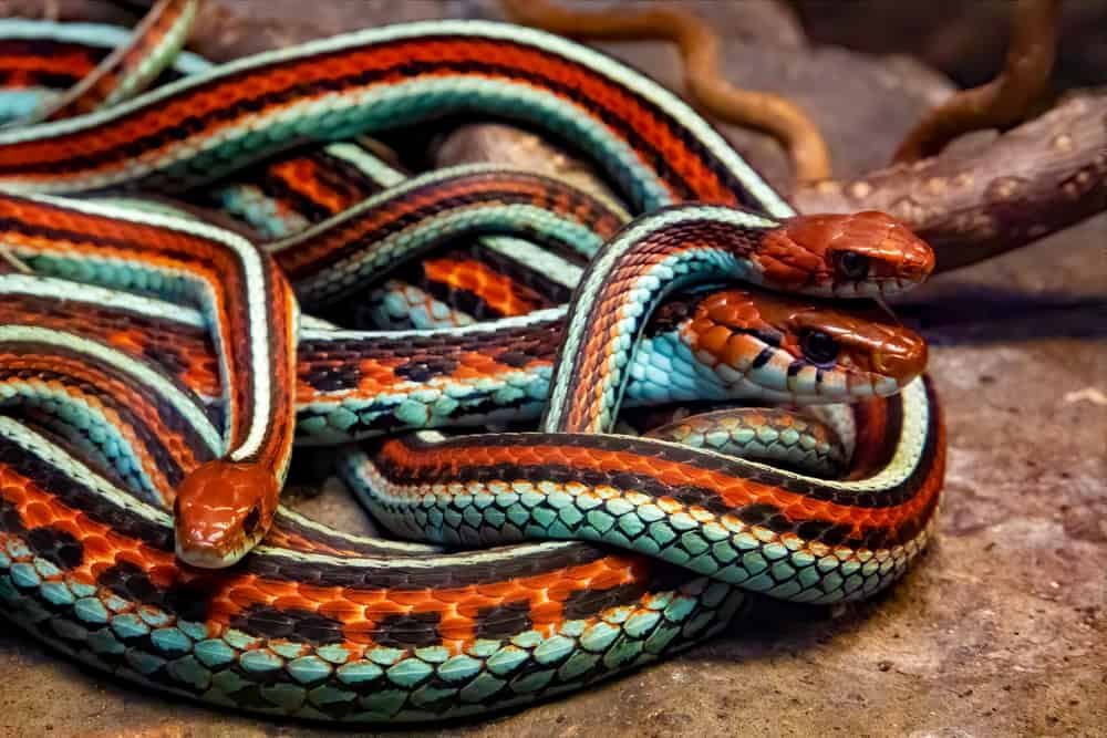 San Francisco garter snakes