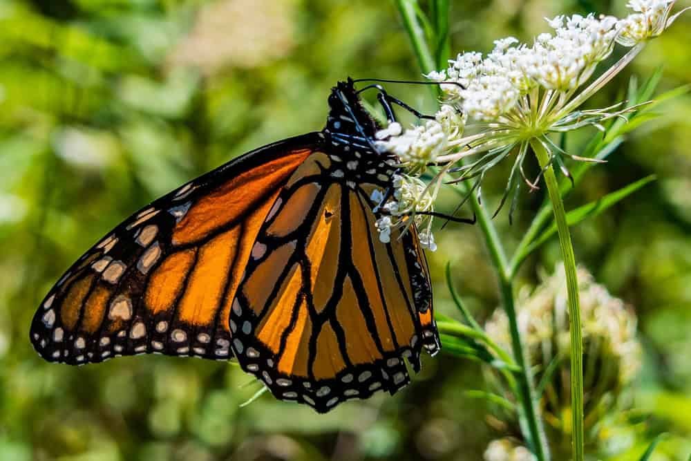 Monarch Butterfly on Bishops Lace,
