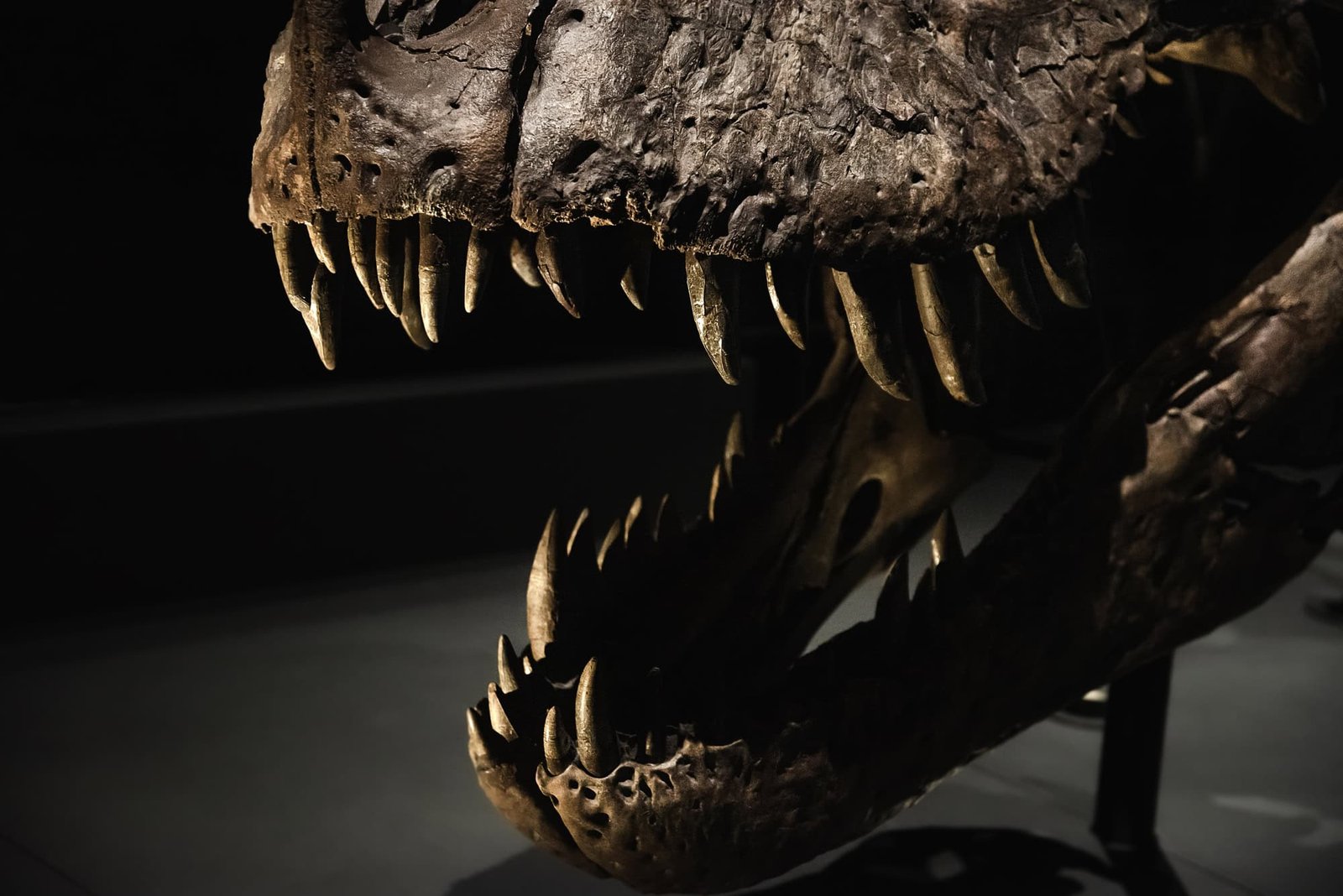Tarbosaurus