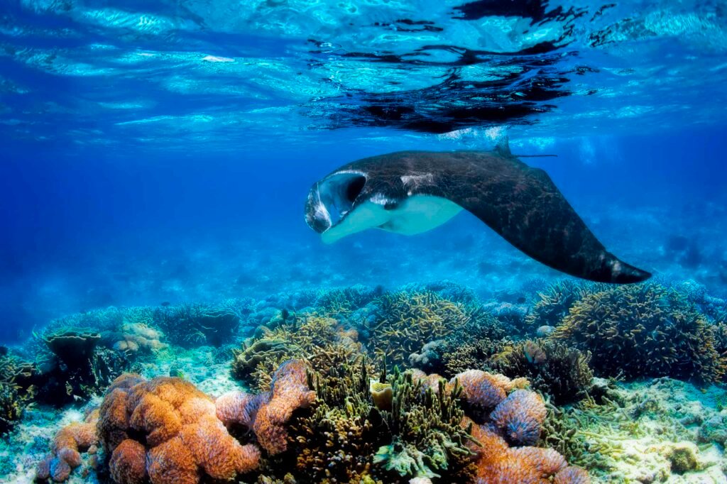 Manta ray filter feeding above a coral reef in the blue Komodo waters.