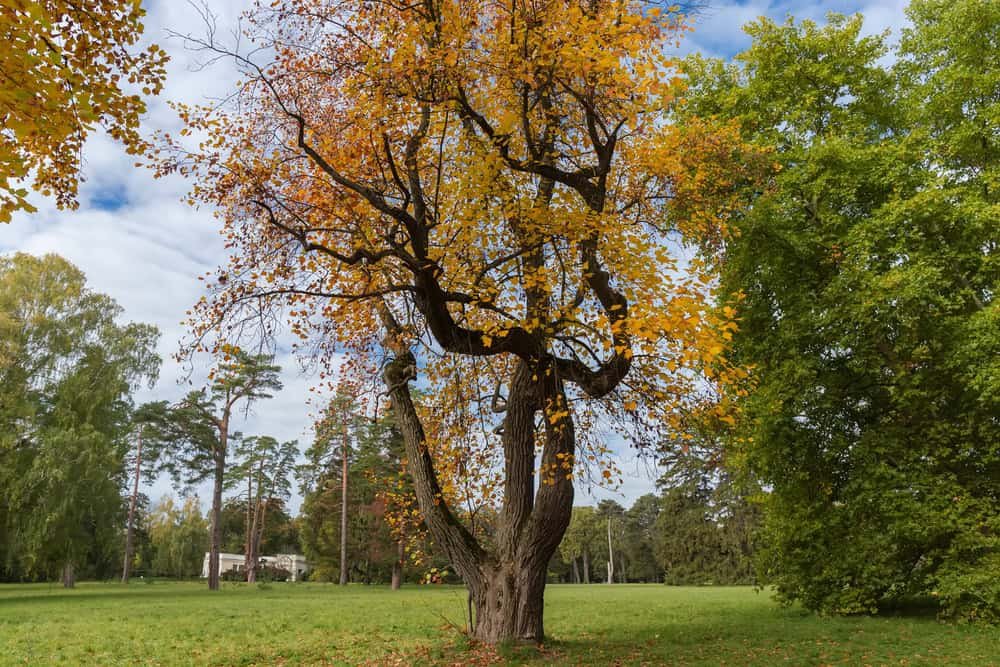 Old tulip tree with bright autumn leaves.
