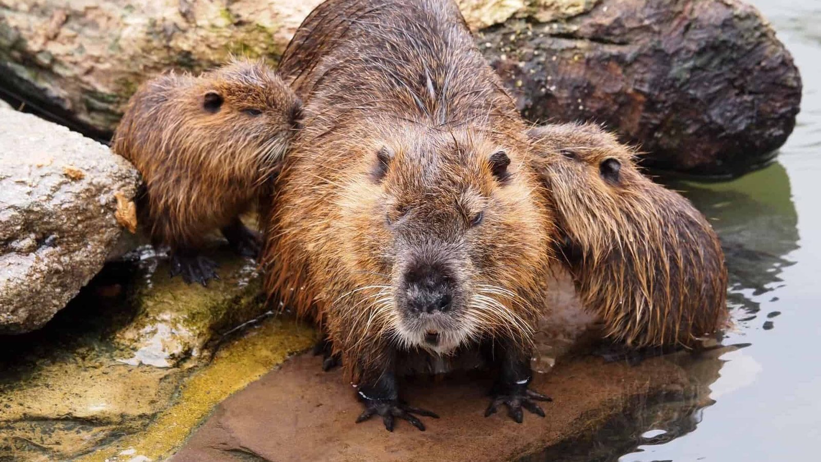 How Beavers Are Preventing Wildfires and Fighting Drought in North America