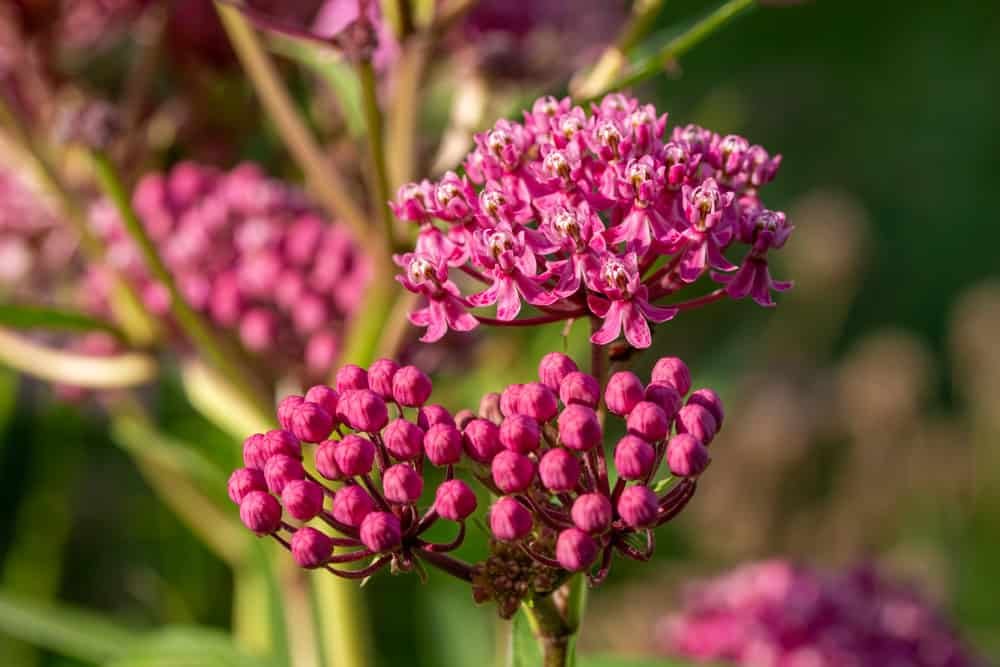 Macro texture view of beautiful pink swamp milkweed.