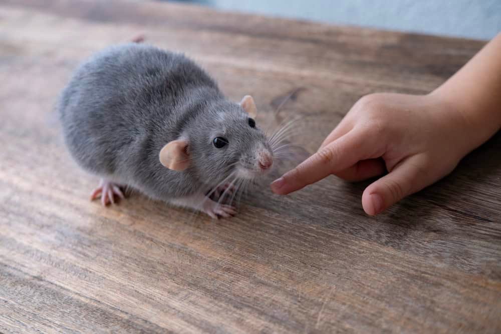 Rat