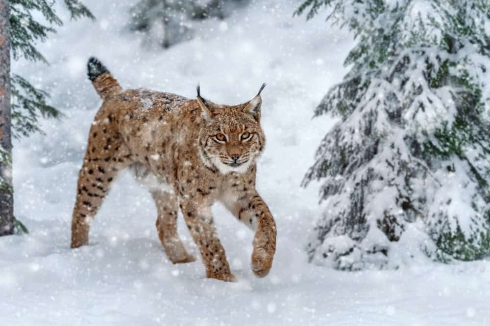 Closeup Adult Lynx in wild winter nature.