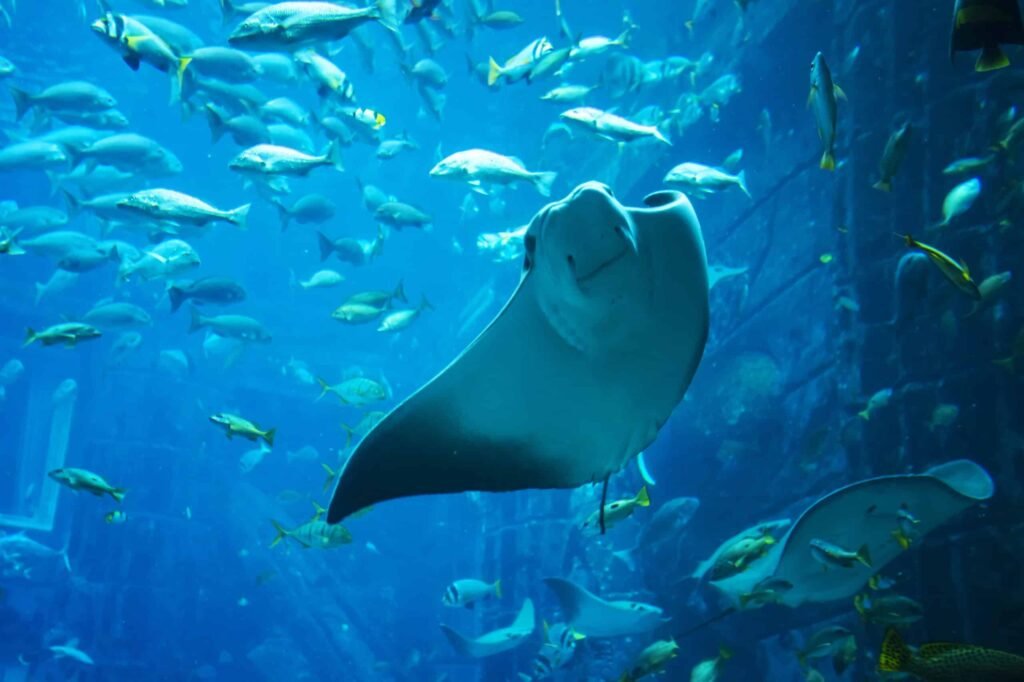 Manta Ray in aquarium.
