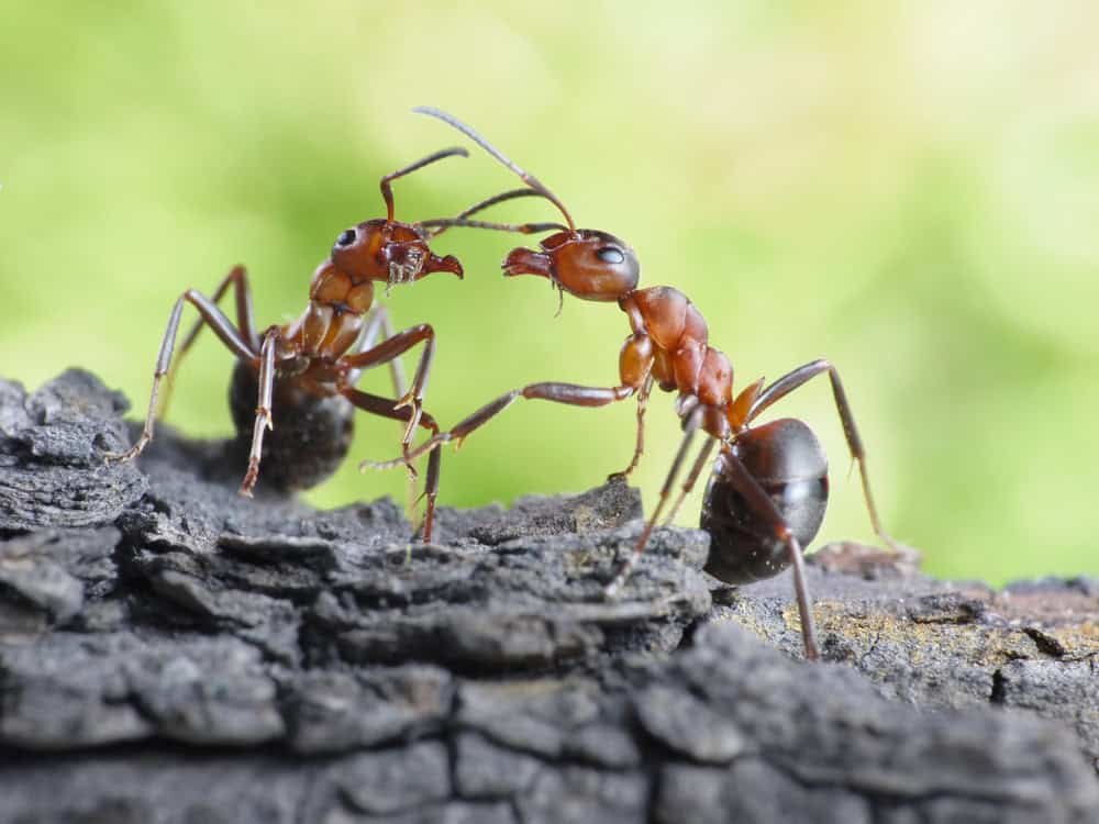 25 Incredible Animal Communication Systems How Creatures Talk Without Words