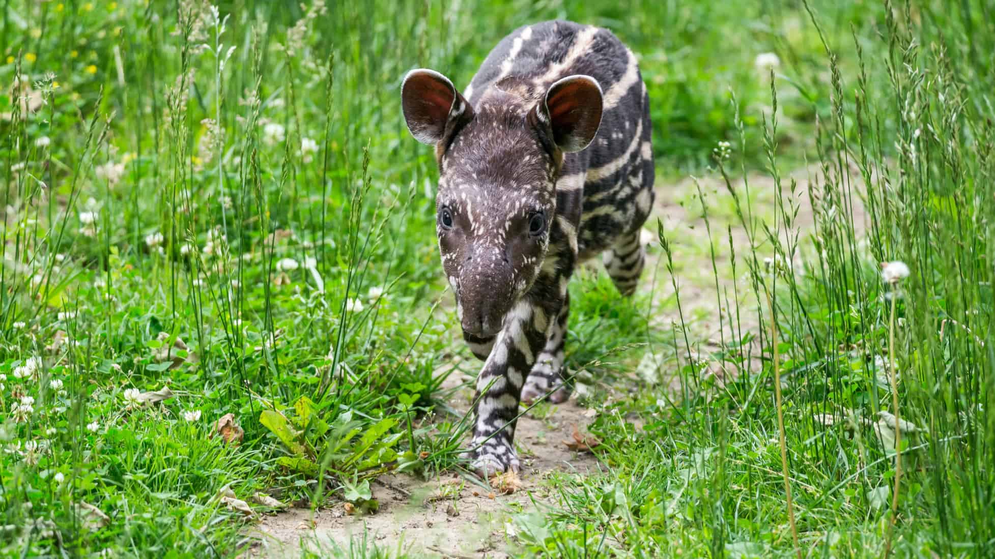 How Biotechnology is Helping Endangered Species Thrive