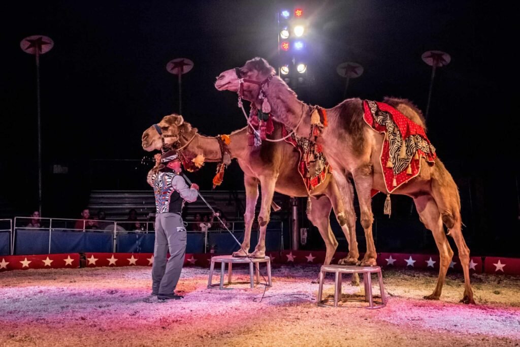 Circus camels inside the circus ring.