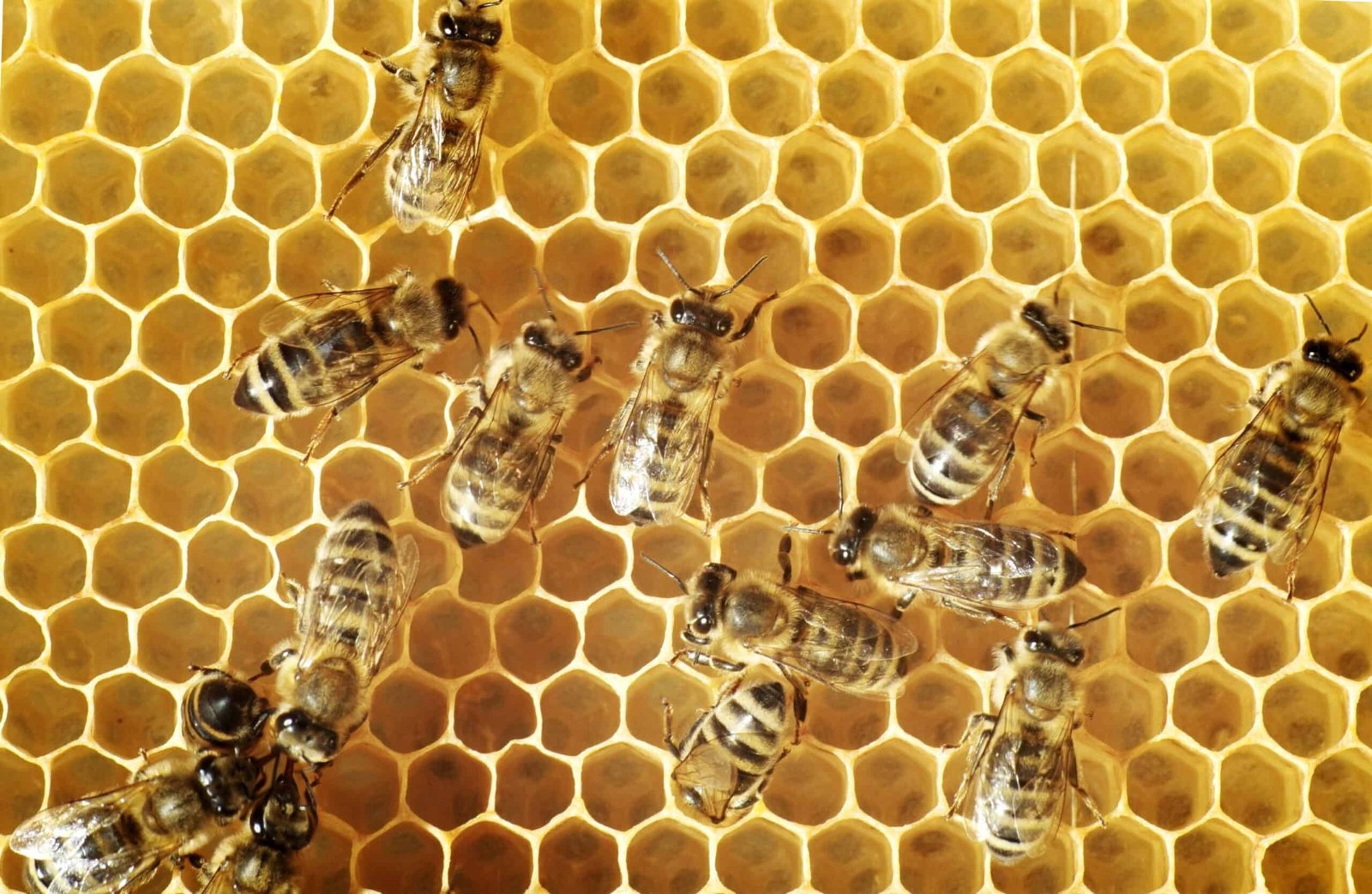 Genetic Tug-of-War: How Honey Bee Larvae Choose Between Queen and Worker