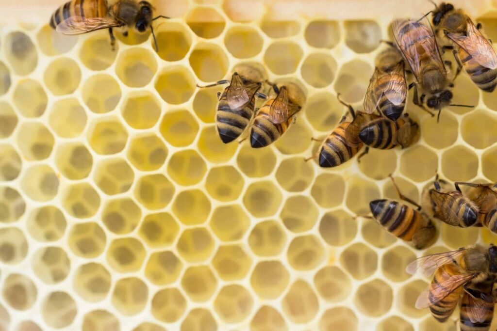 Italian worker honeybees building and polishing new natural drawn wax comb, ready for brood, nectar and honey.