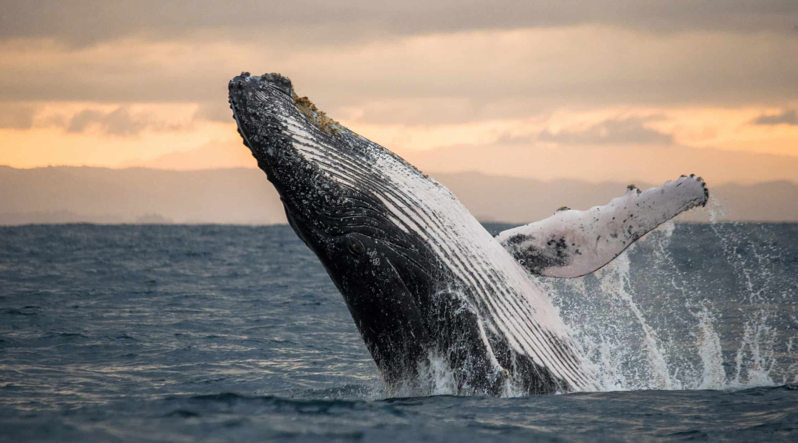 Microscopic Answers to a Whale of a Problem
