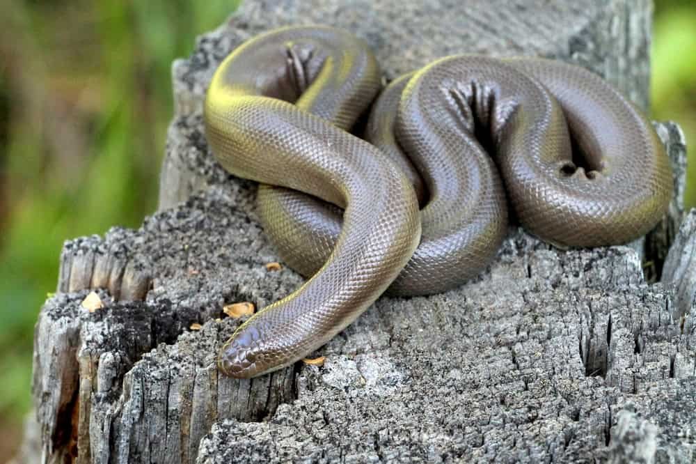 Rubber Boa