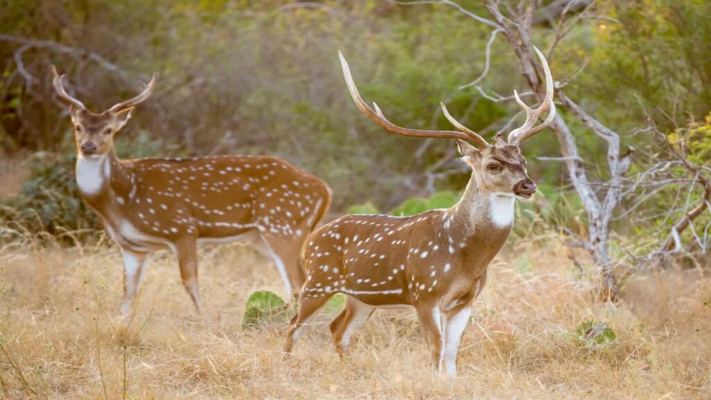 Wild South Texas Axis Deer Buck.