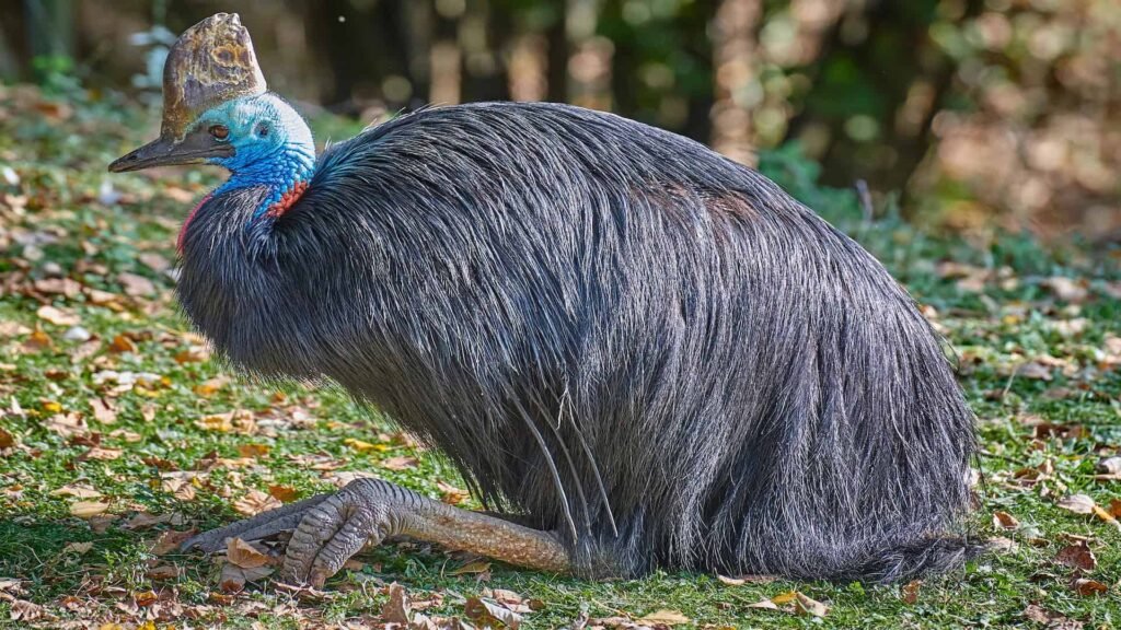 Southern cassowary.