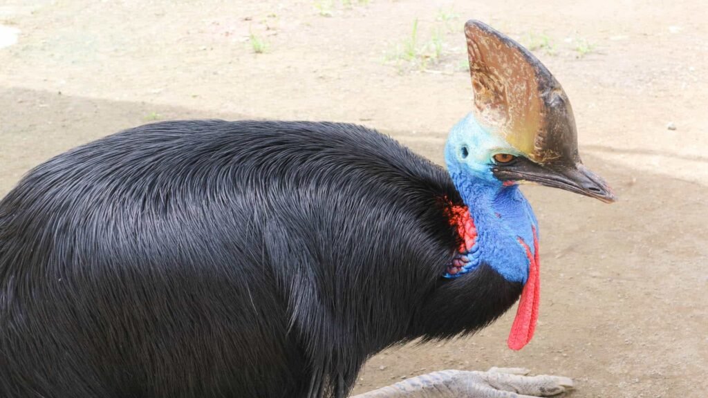 Southern cassowary side profile.