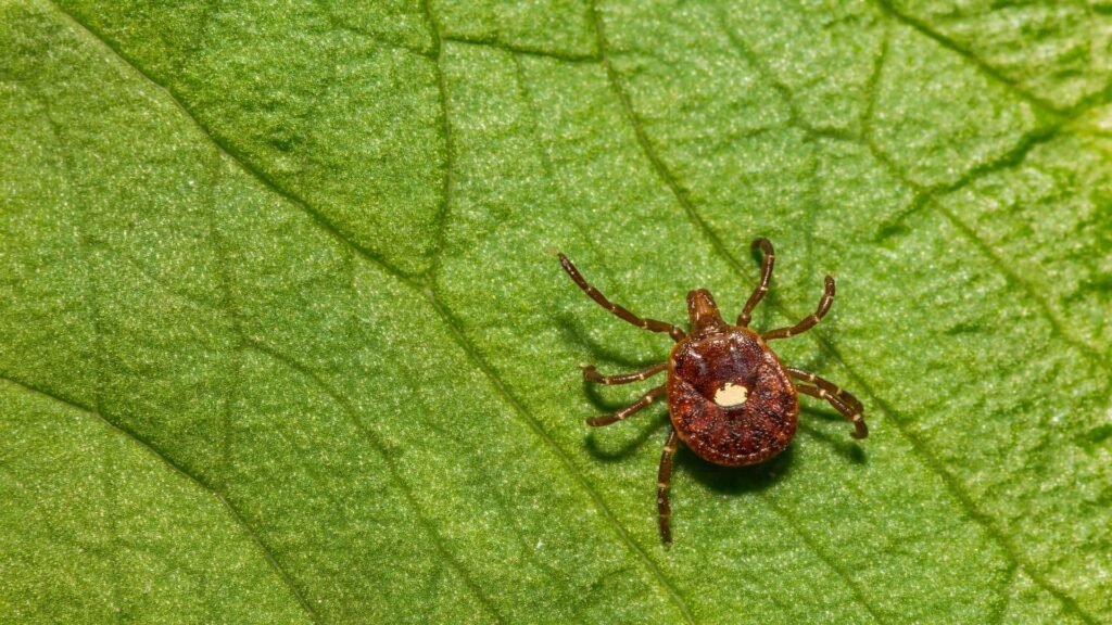 Lone star tick crawling on a leaf.