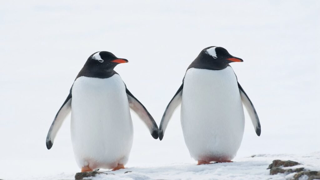 Two Gentoo penguins.