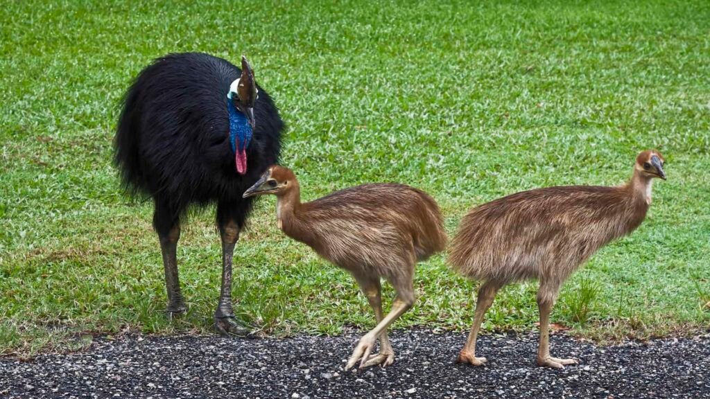 Two cassowary chicks and their male dad who looks after them for 9 months.