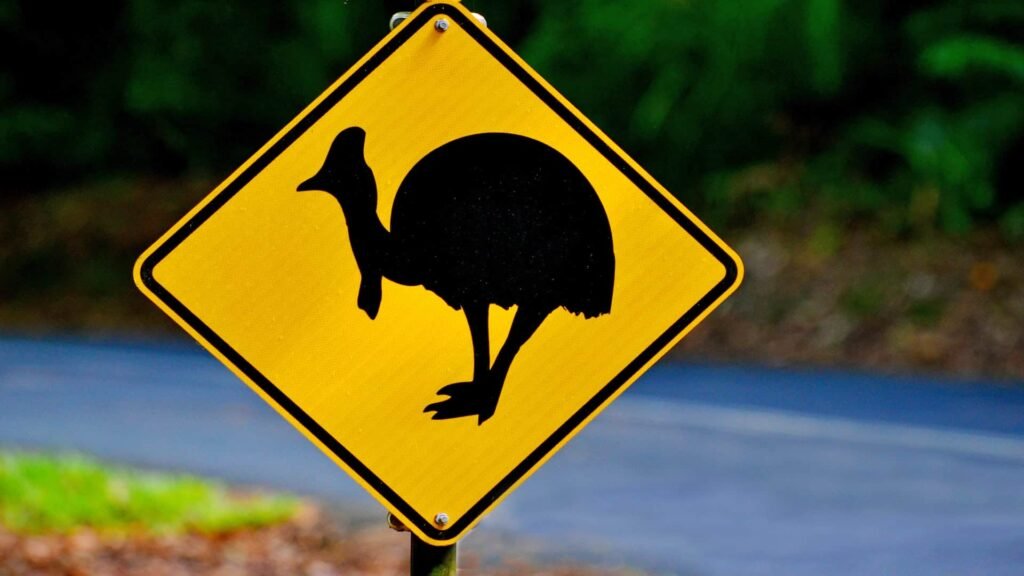 Cassowary warning sign on a road in Daintree National Park in the tropical north of Queensland, Australia.