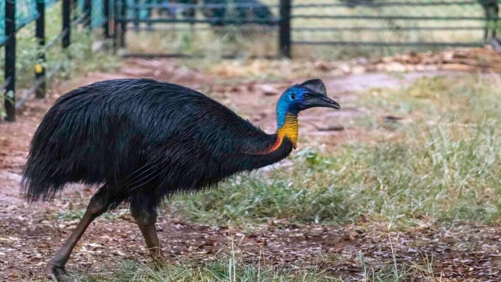 Colorful cassowary bird on a farm.