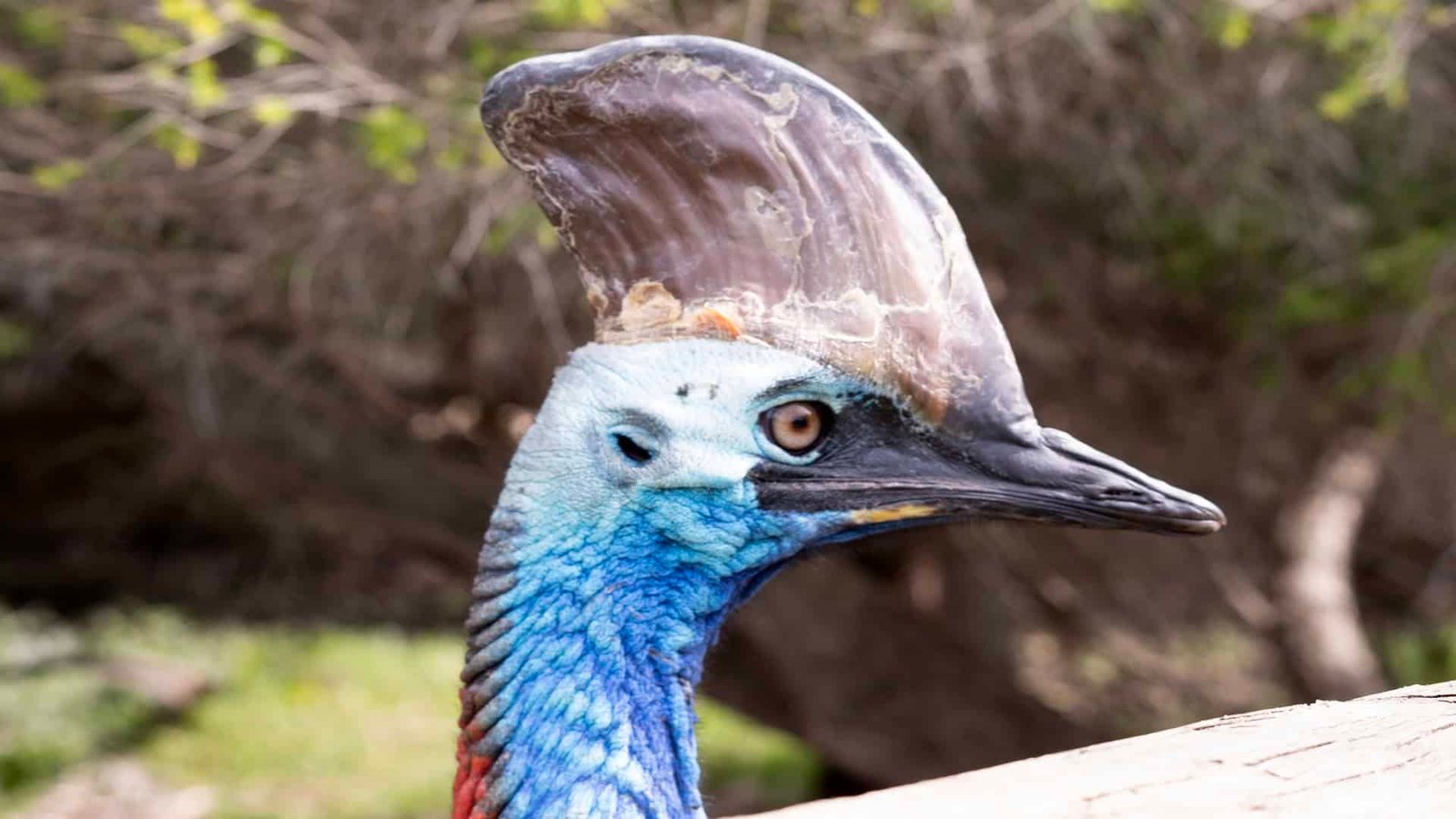 The Expanding Habitat of the Cassowary: How Northern Australia is Protecting Its Last Dinosaurs