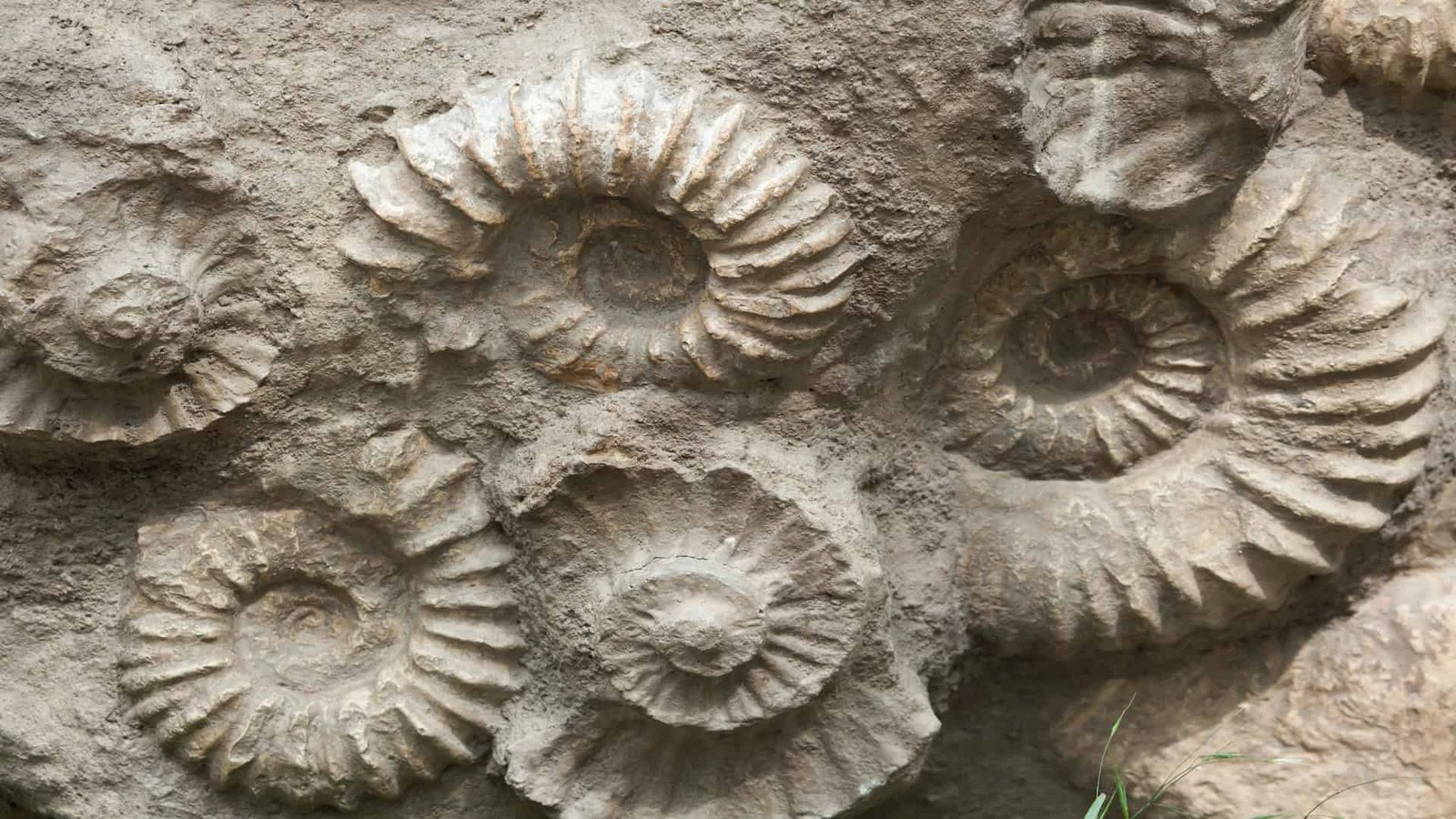 What Fossils Tell Us About the Ancient Oceans of Earth