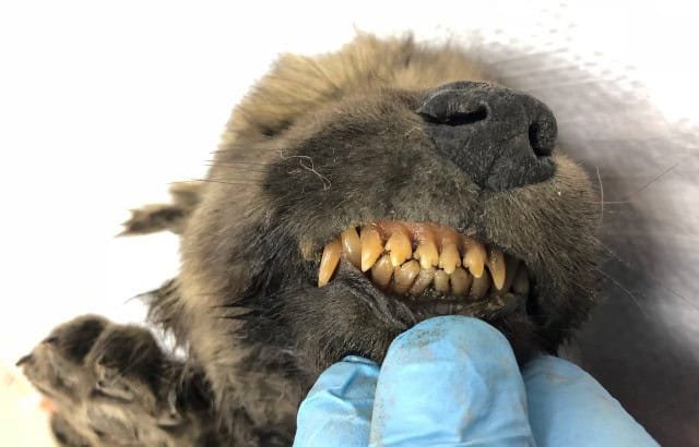 If the wolf puppy didn’t survive, here’s a revised heading:**How an 18,000-Year-Old Wolf Puppy’s Frozen Fate Unveils Survival Tactics of the Ice Age**