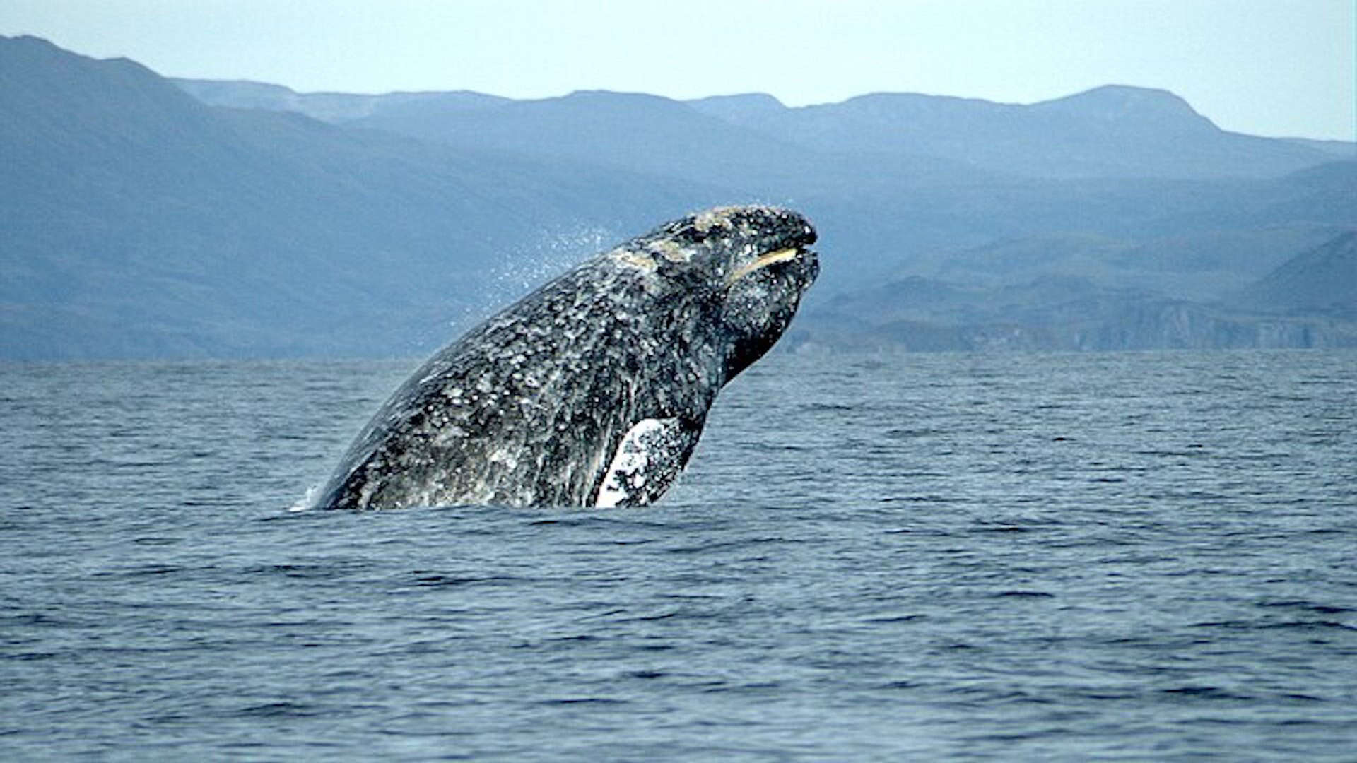 7 Marine Mammals and Their Record-Breaking Journeys