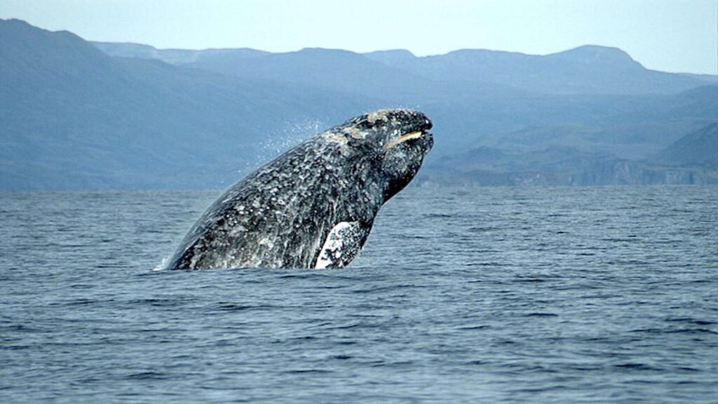 Humpback whale emerges from water.