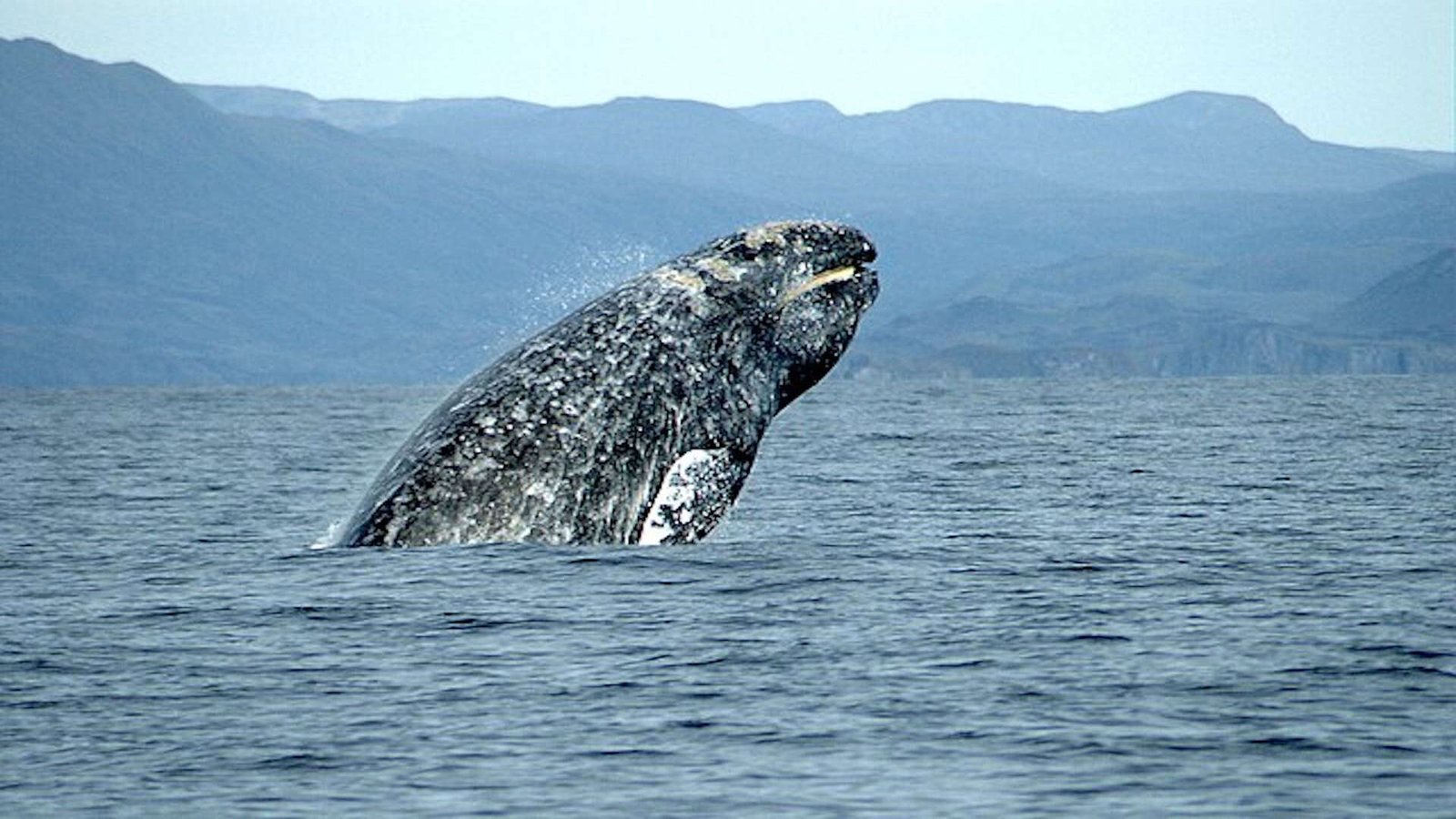 The Great Comeback of the Humpback Whale: From Near Extinction to Thriving Populations