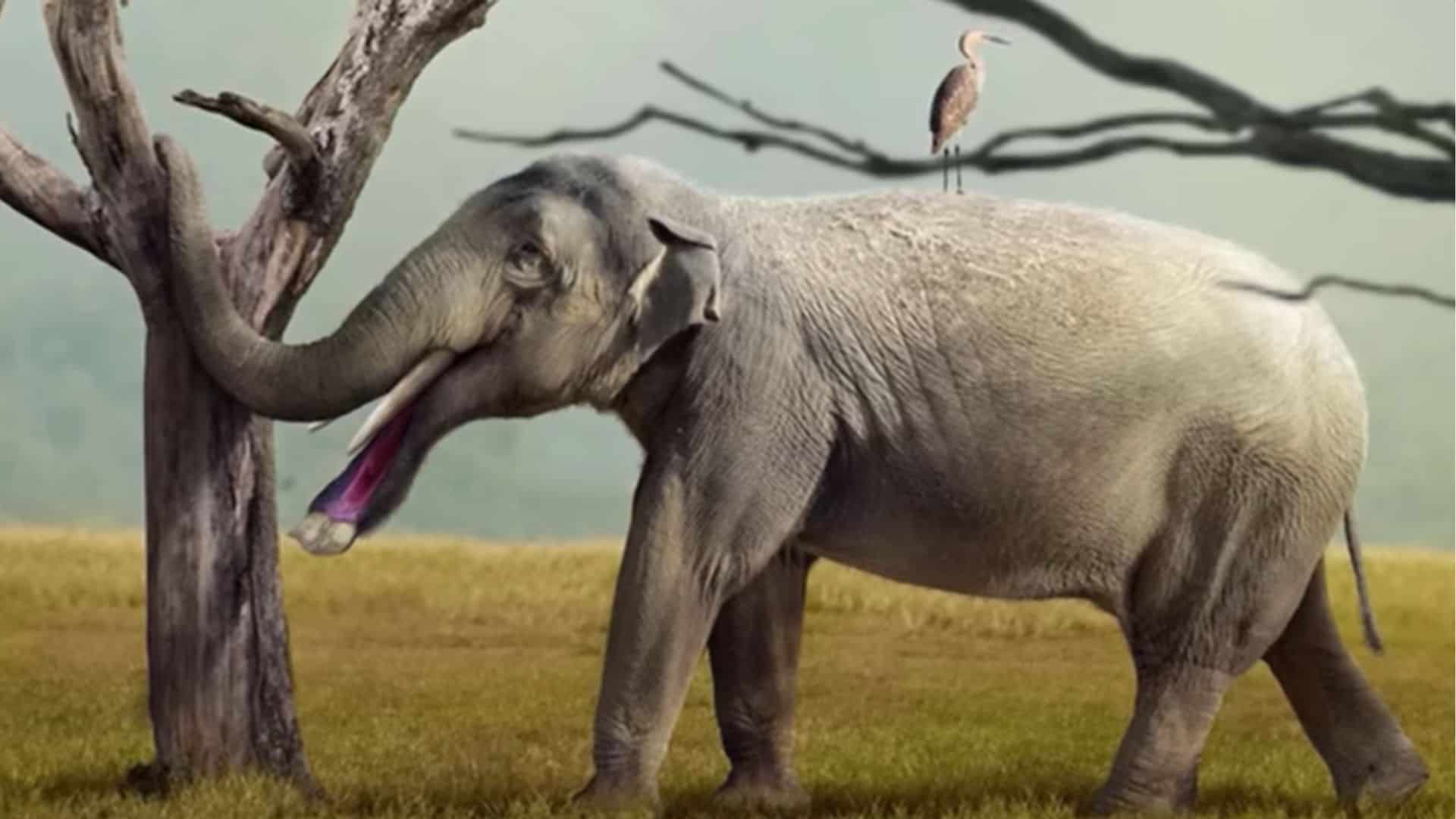 Discovery of The Prehistoric 4 Tusked Giant Believed to Roam The Earth 11,700 Years Ago