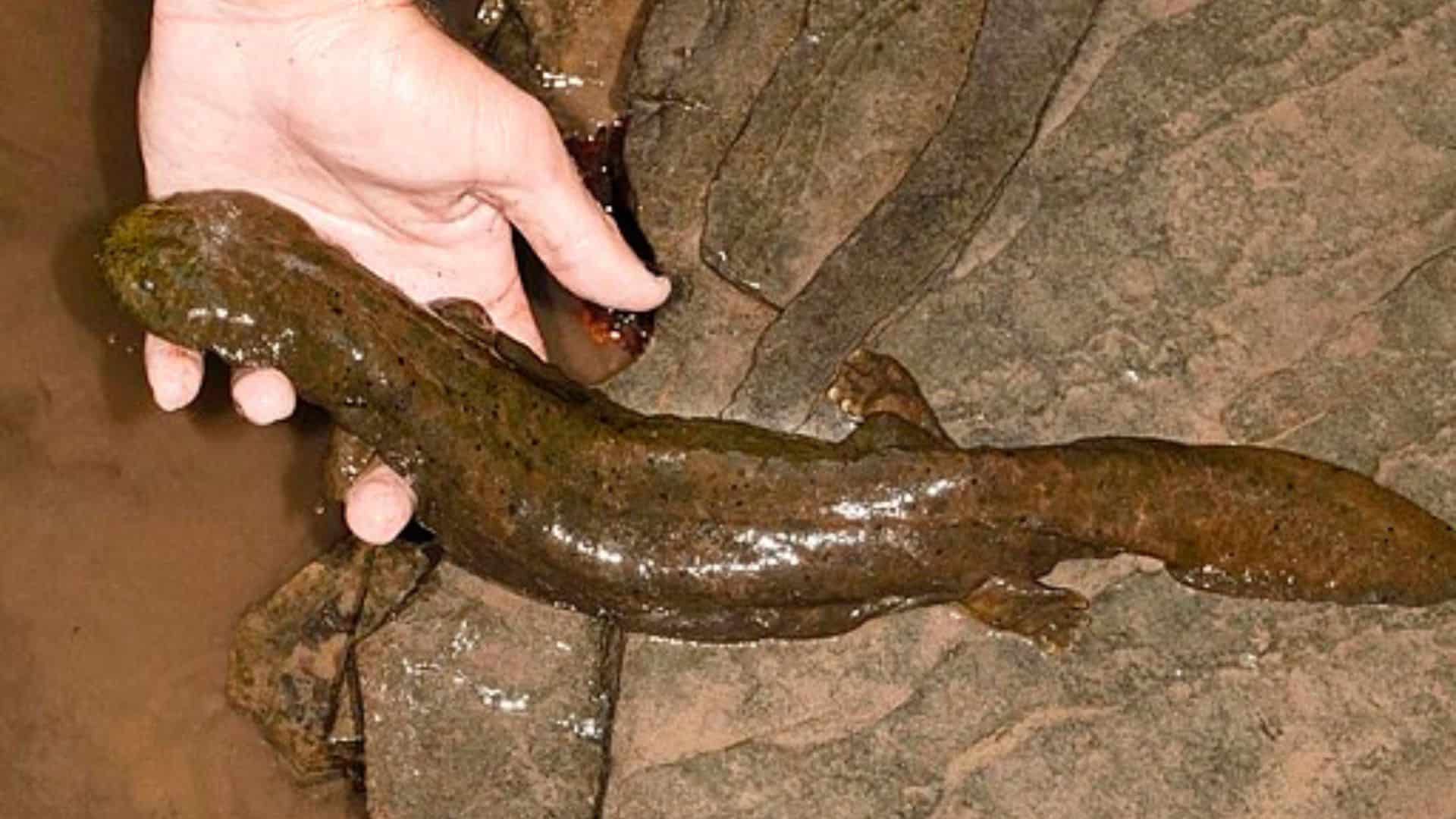 Meet the Only Vertebrate That Can Breathe Through Its Skin and Its Gills