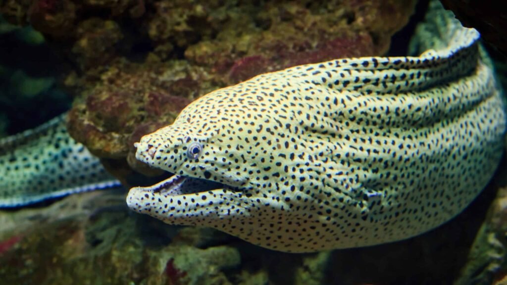 A Moray Eel
