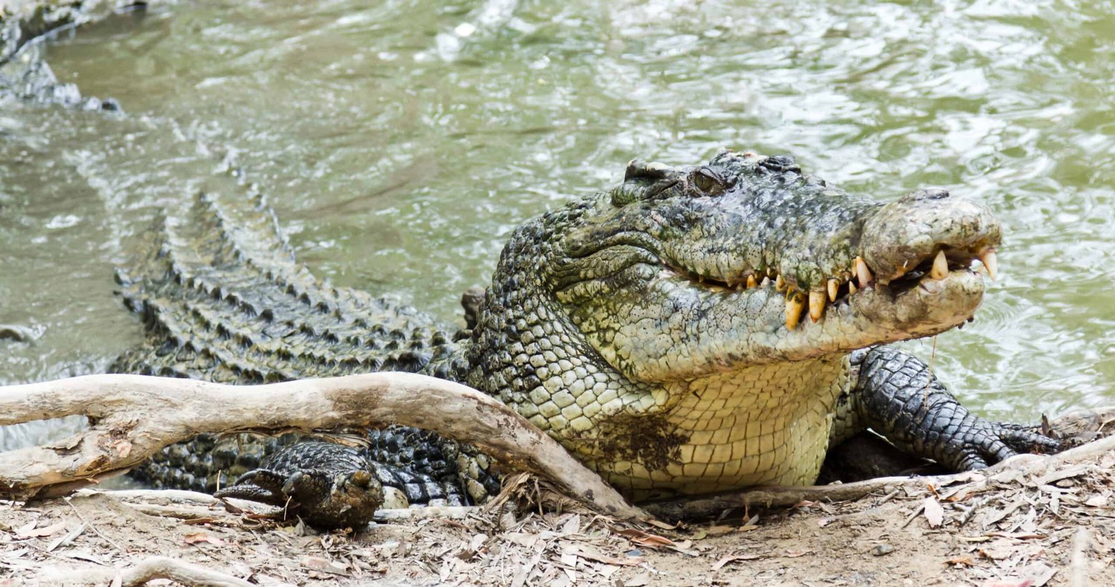 The Evolution of Predators: How Animal Hunting Strategies Have Developed Over Time