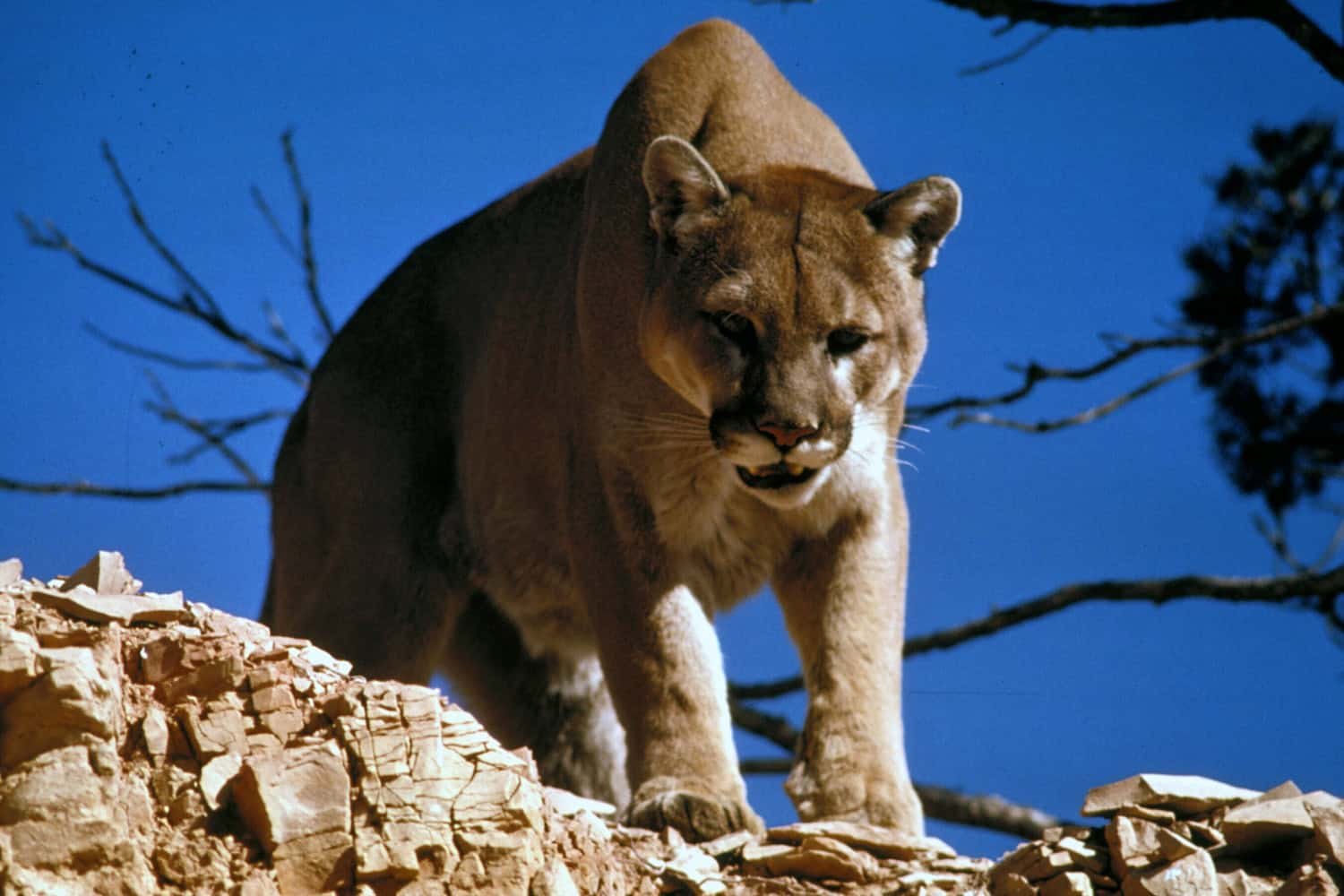 10 Wild Animal Encounters You Might Have in the American Southwest