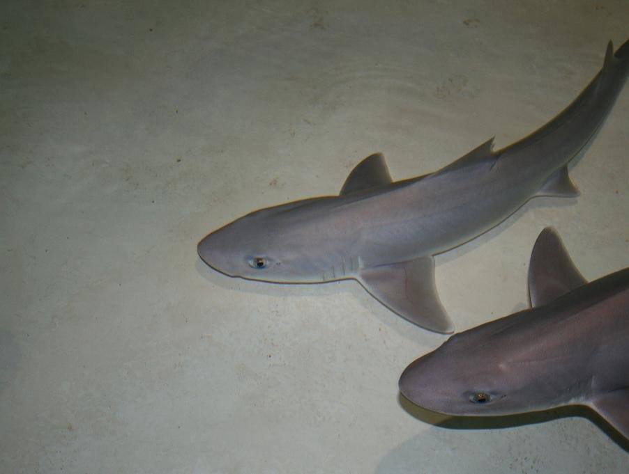 Sharks Are Adapting to Survival by having Virgin Births in Italian Aquariums