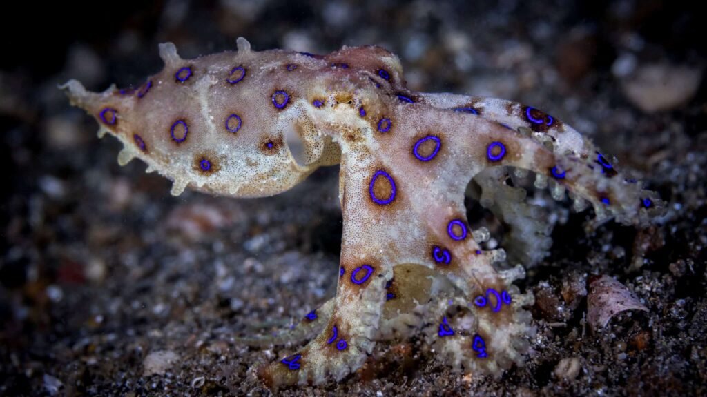 Blue ringed octopus