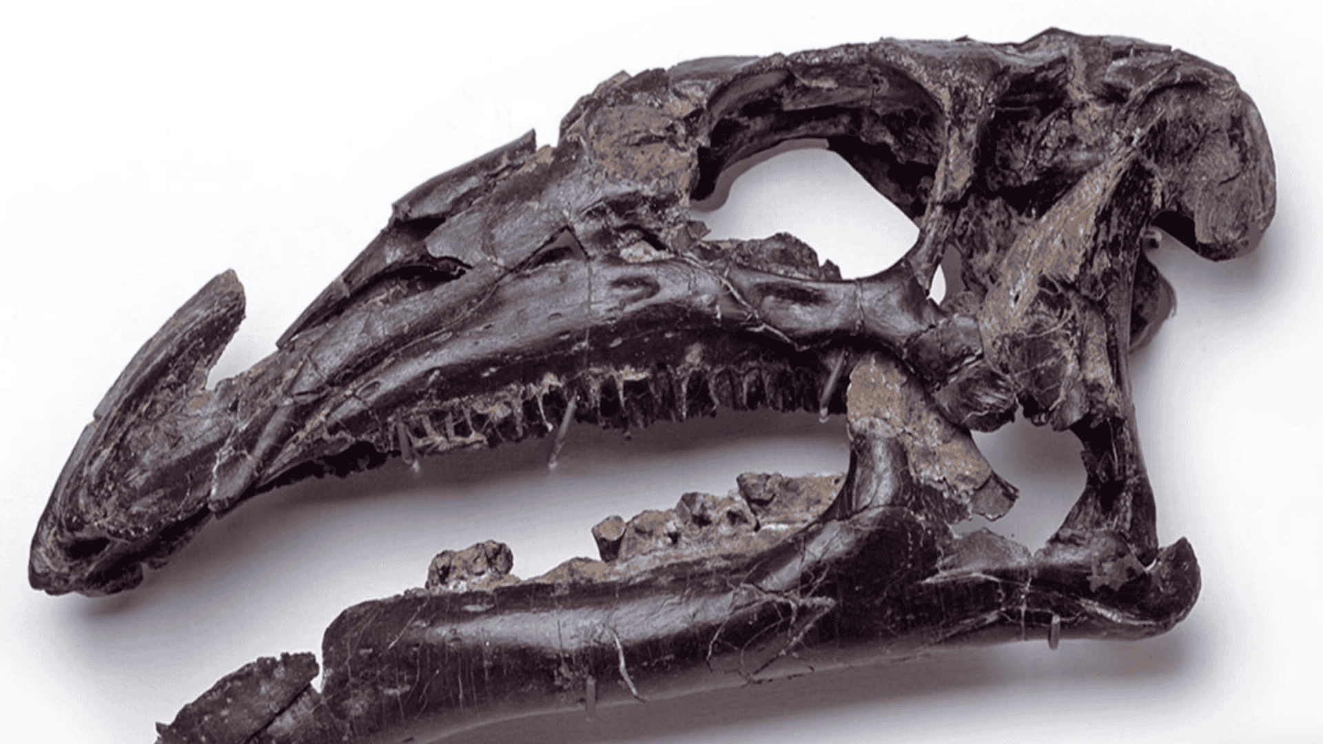 Inside the Skull of a Dinosaur That Had a Built-In Sound System