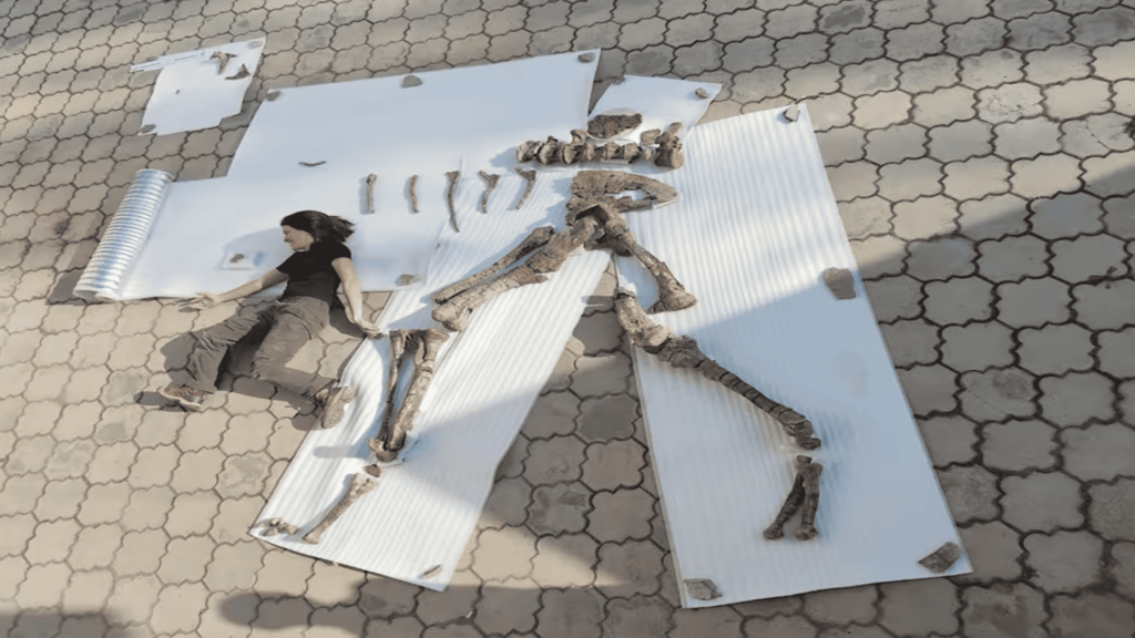Anatomical skeleton vs a paleontologist.