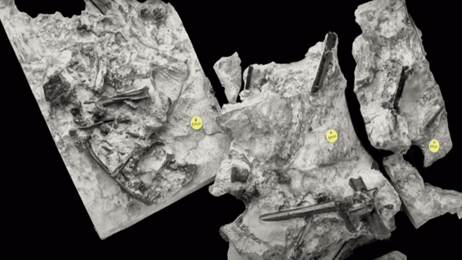 168 Million-Year-Old Fossil Accidently Discovered In Scotland